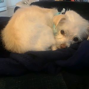 Meet your Posher, Jasmine